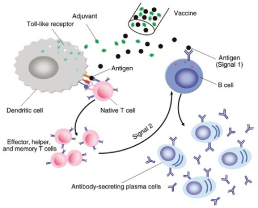 How the Hepatitis B vaccine works
